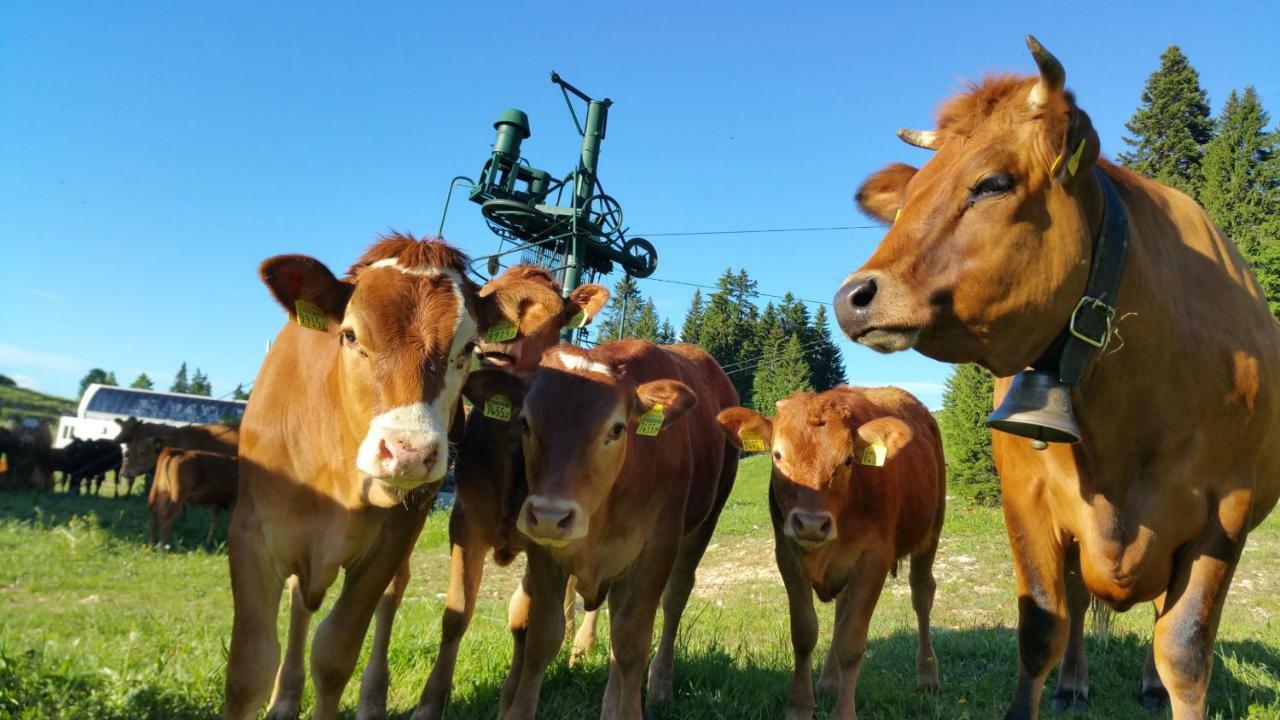 Les Chamois Lägenhet Lajoux Exteriör bild